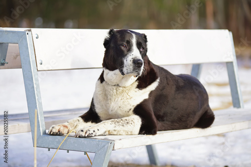 Black and white Central Asian Shepherd (Alabai dog) with cropped ears lying outdoors on a white wooden bench in winter