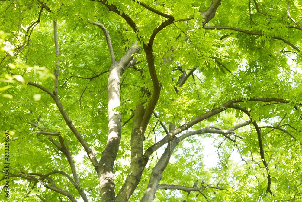 Fototapeta premium Green tree with branches and leaves