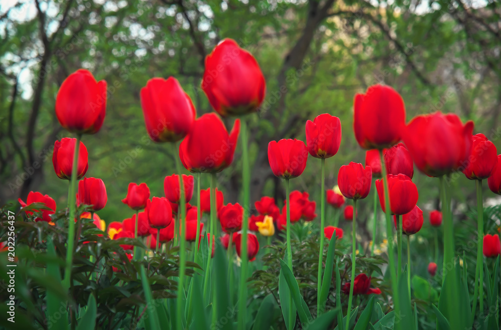 Beautiful red tulips in spring time on the street, background with flowers