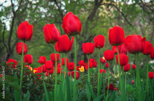 Beautiful red tulips in spring time on the street  background with flowers