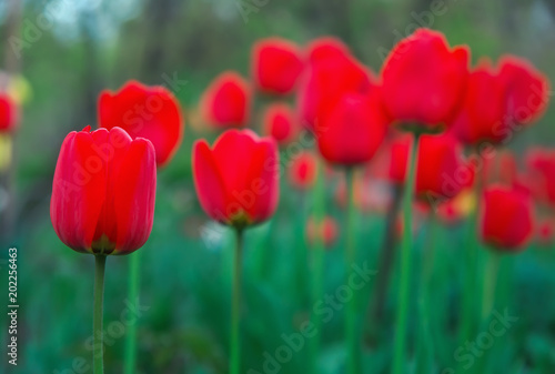 Beautiful red tulips in spring time on the street, background with flowers