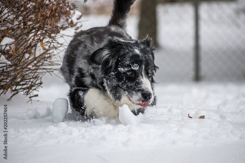 Australian Shepherd Blue Merle In Snow Australian Shepherd Blue Merle In Snow