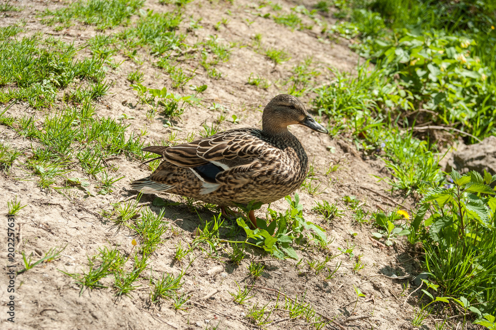 Salzburg, Alterbach, Ente, Frühling, Österreich Salzburg, Alterbach, Ente, Frühling, Österreich