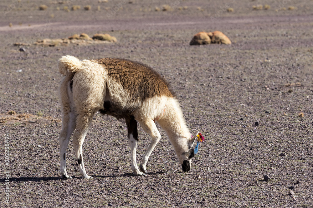 Fototapeta premium llama eating at atacama desert