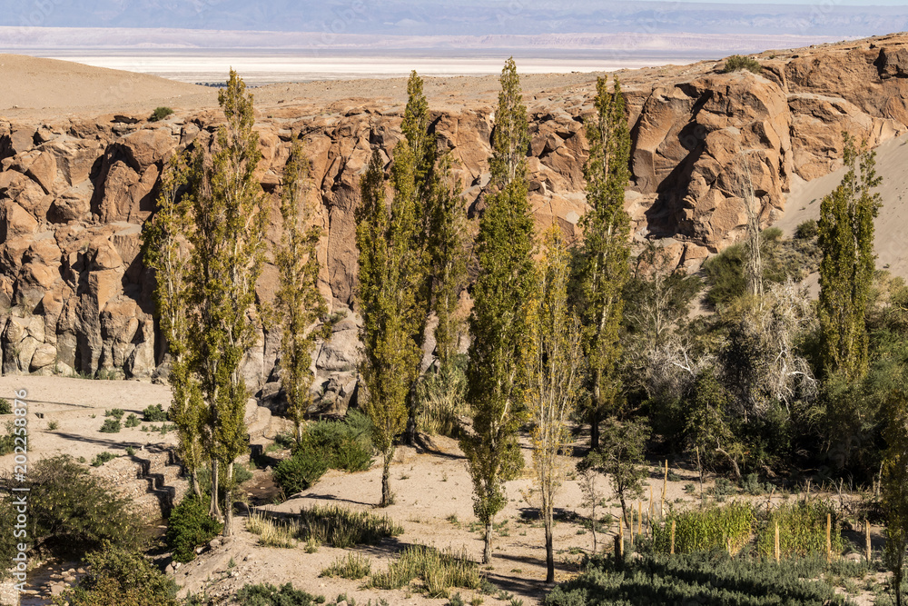 oasis in canyon in atacama desert - horizontal