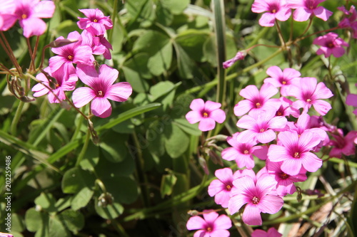 春の花