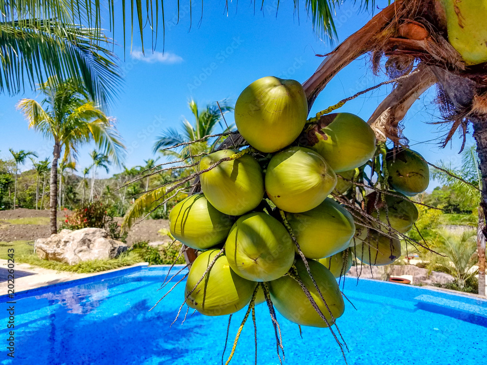 Coconuts at the swimming pool Stock Photo Adobe Stock