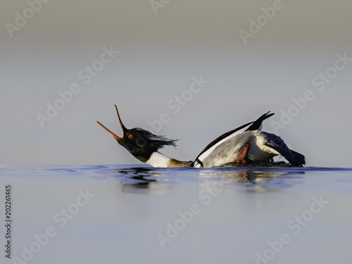 Red-breasted Merganser Performing a Courtship Display