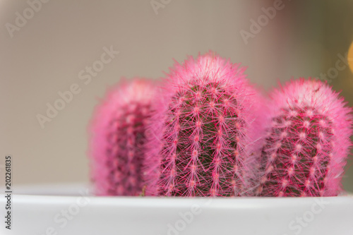 Pink cactus with blurred background. photo