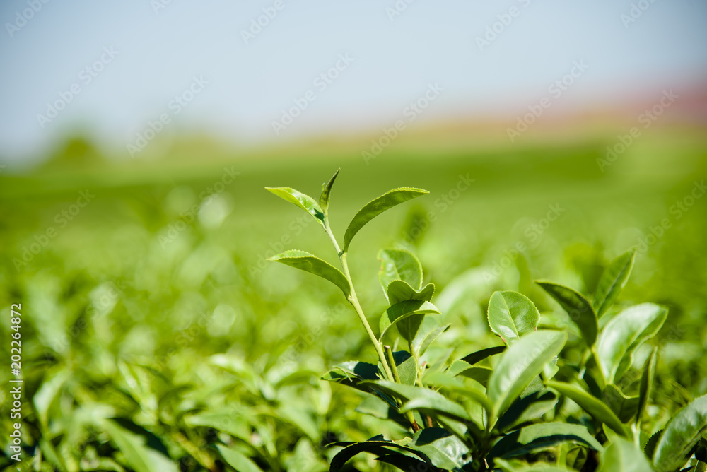 Fototapeta premium Green tea plantation with green mountain background.