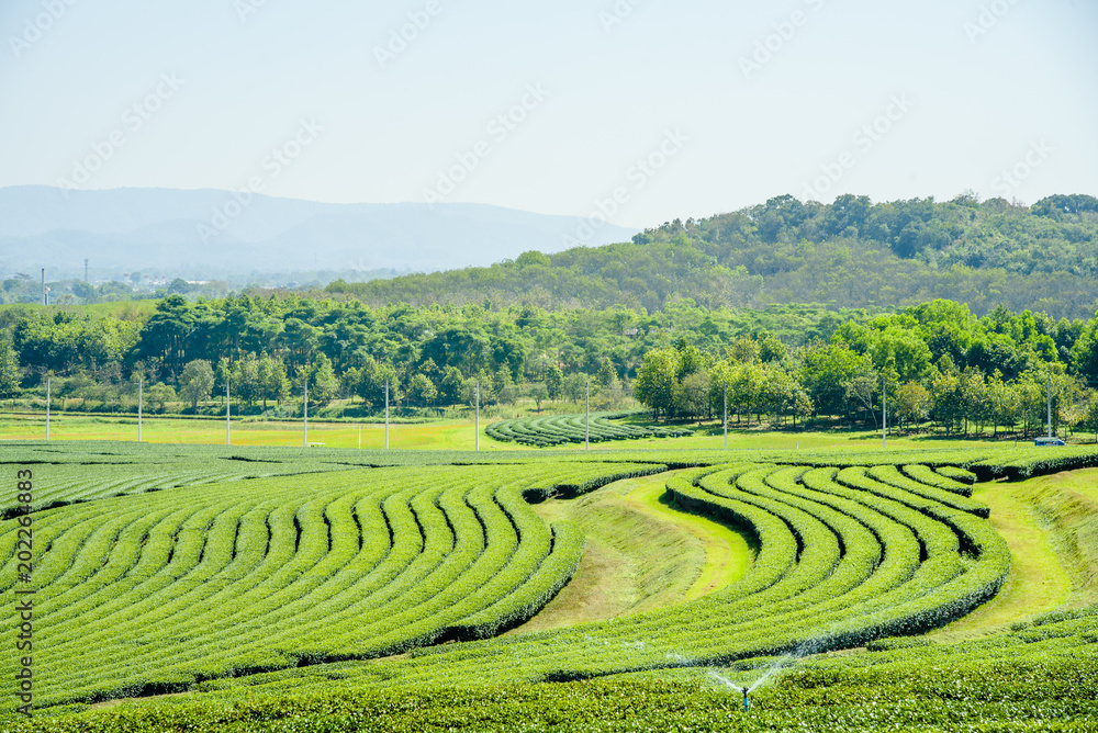 Green tea plantation with green mountain  background.