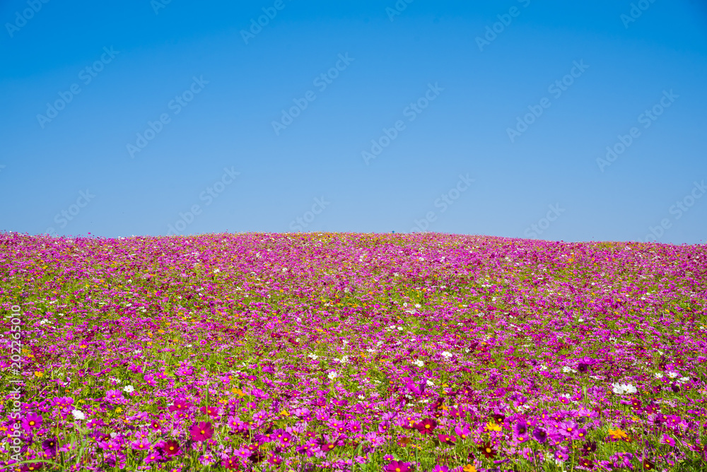 Colorful pink cosmos in flower field with blue sky background.
