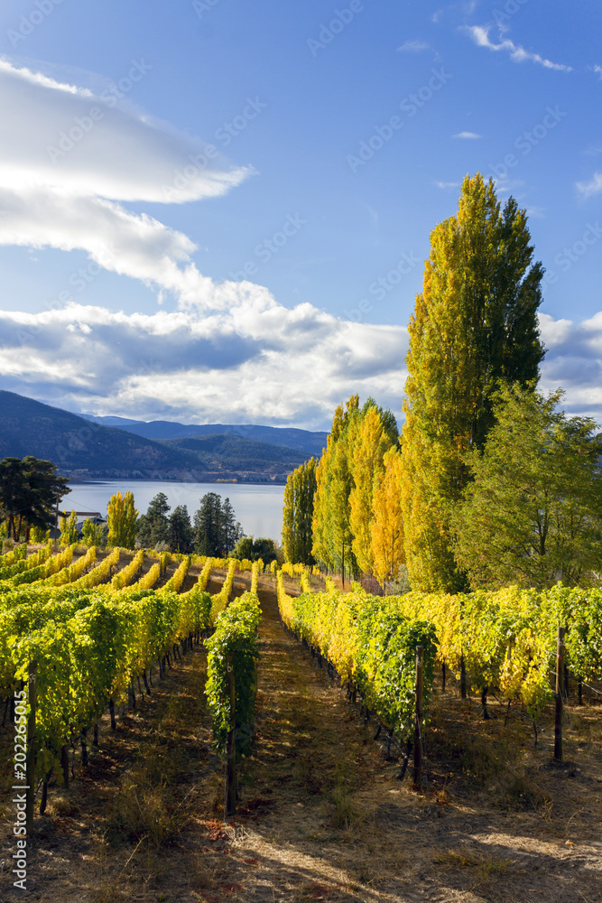 Fototapeta premium Vineyard Penticton Okanagan Valley