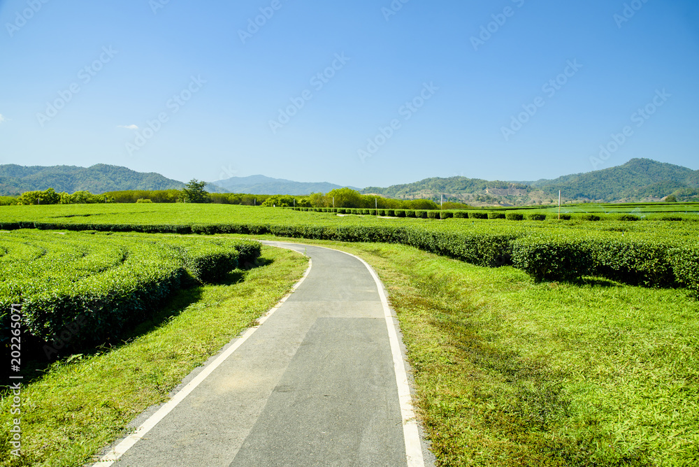 Green tea plantation with green mountain  background.