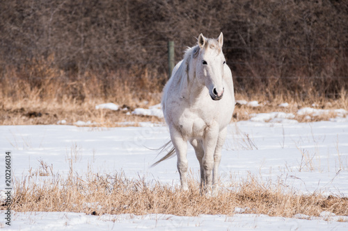 A White Horse Set Against a White Snowy Background © Chris