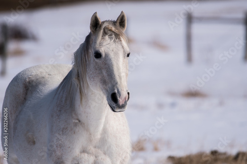 A White Horse Set Against a White Snowy Background