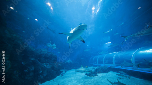Fotografia Shark swimming in S.E.A. Aquarium