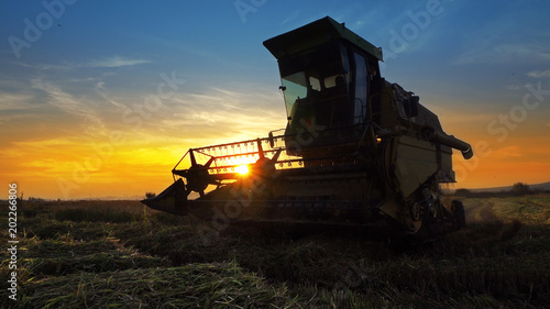 Harvesting combine barley in the field harvesting wheat at sunset  sunrise  cinematic view