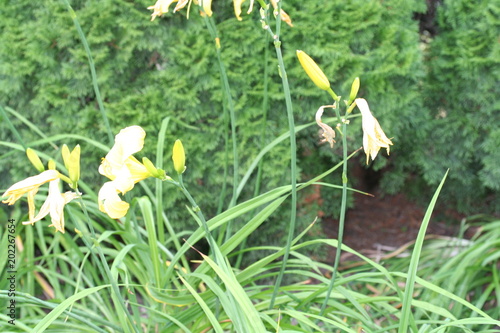 Mackinac Island wildflowers