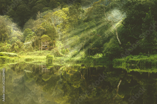 Beautiful view of forest lake on misty morning