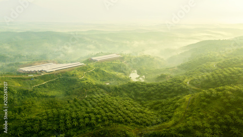 Aerial shot of green palm oil plantation