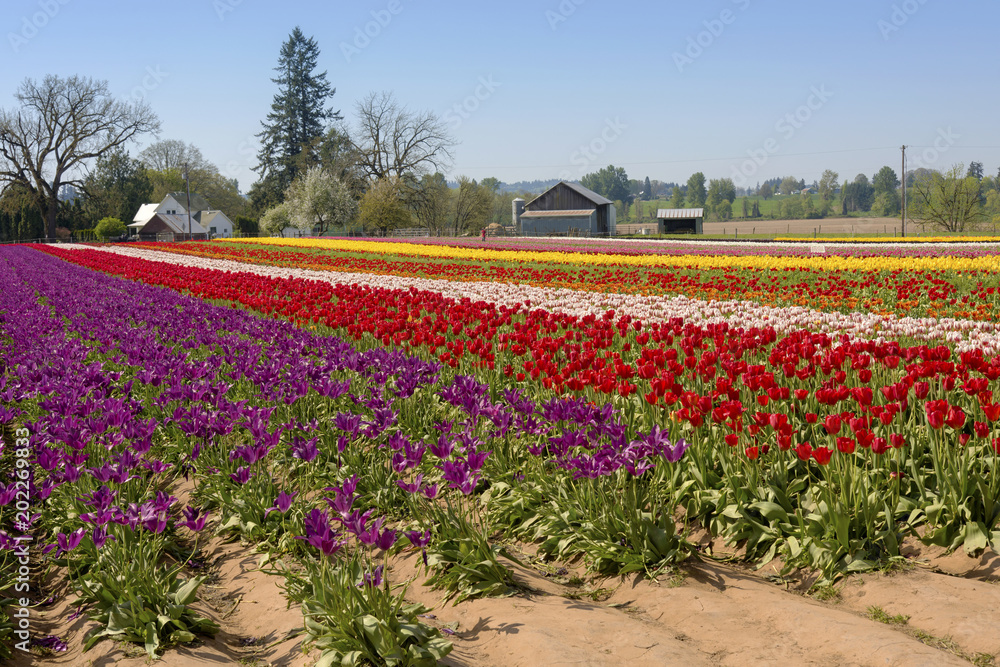 Field of tulips in Woodburn Oregon.