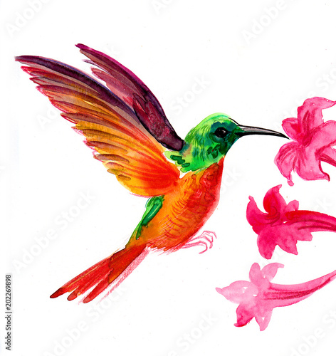 Flying colorful colibri and red flowers