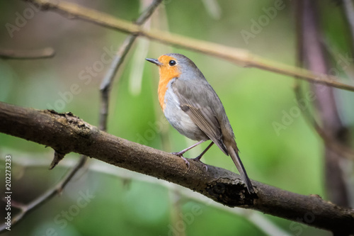 The European robin © stockfotocz