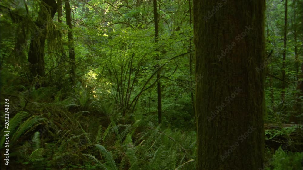 Dollying right past woodland ferns and foliage to a half-hidden fallen log Dollying right past woodland ferns and foliage to a half-hidden fallen log