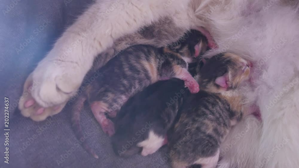 cat feeds newborn kittens. the cat gives birth parturition to kittens. kitten indoors playing sleeps . suck tit blind lovely kittens concept cat feeds newborn kittens. the cat gives birth parturition to kittens. kitten indoors playing sleeps . suck tit blind lovely kittens concept
