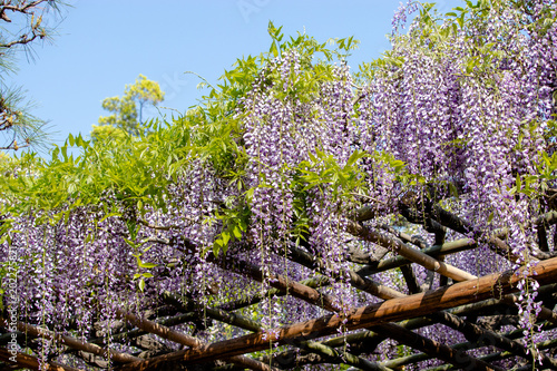 Wisteria of Ushijima in Kasukabe city. Saitama, Japan photo