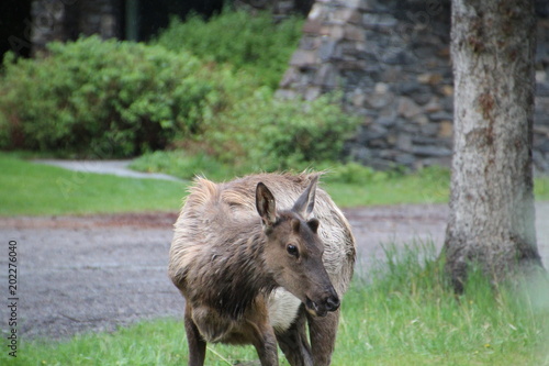 Wet Elk, Banff National Park, Alberta