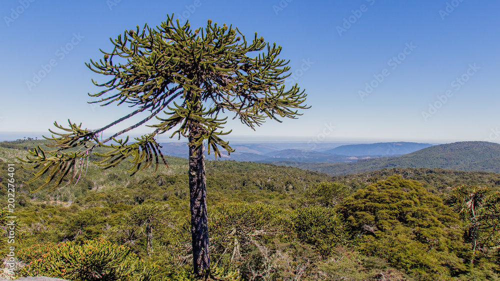 Fototapeta premium Vista Piedra del Aguila, PN Nahuelbuta Chile