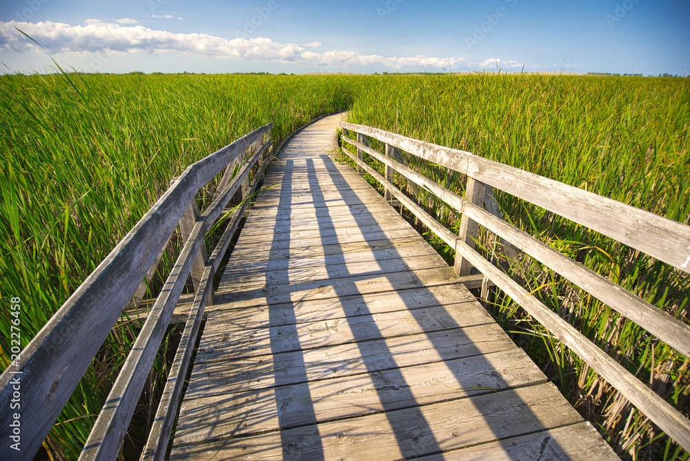 Wooden board walk on point Pelee conservation area, Ontario, Canada