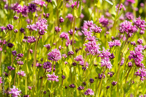 beautiful small pink flower field under the sun