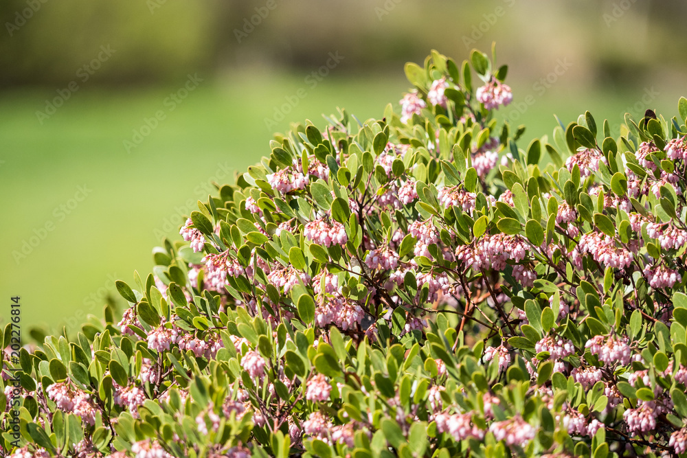 Obraz premium green bushes with tiny pink flowers on top under the sun