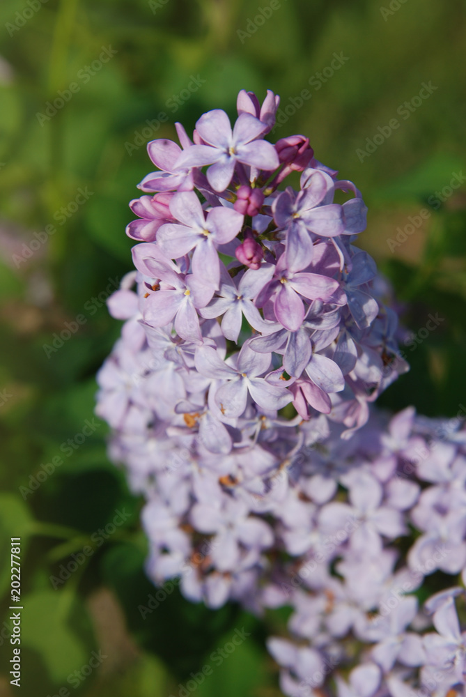 Lilac flowers Spring time close up Outdoor Park Lilac flowers Spring time close up Outdoor Park