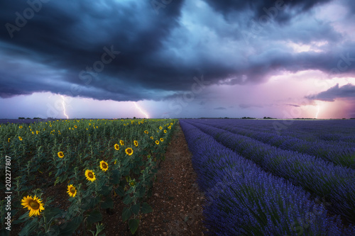 Champ de lavandes et de tournesols sous les orages et éclairs. Provence, France photo