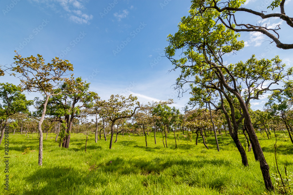Primary lowland dipterocarp forest with blue sky in bright day time at Pa Hin Ngam national park in Chaiyaphum Province, Thailand. 