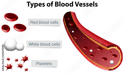Types of Blood Vessels Illustration