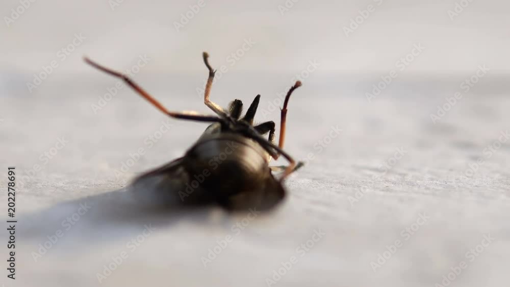 Close up of dying horse fly on floor Close up of dying horse fly on floor
