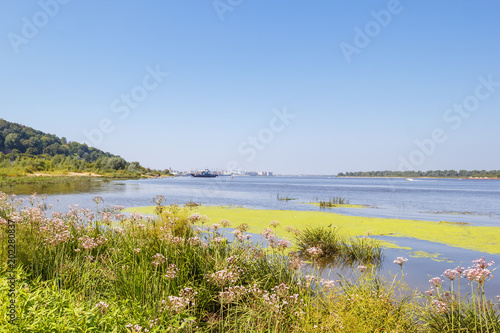 Flowers on the coast of the Volga River