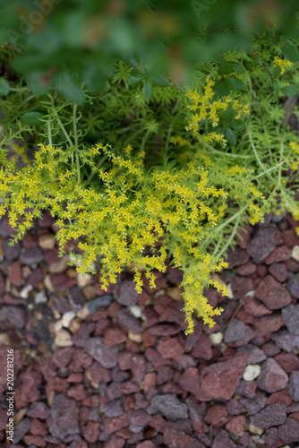 Gold Moss Sedum sedum de oro is blooming over lava rock in the garden. This ground or base cover succulent features a bright yellow color. 