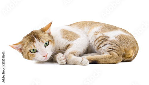 Indian Beautiful Domestic Cat Isolated on White Background