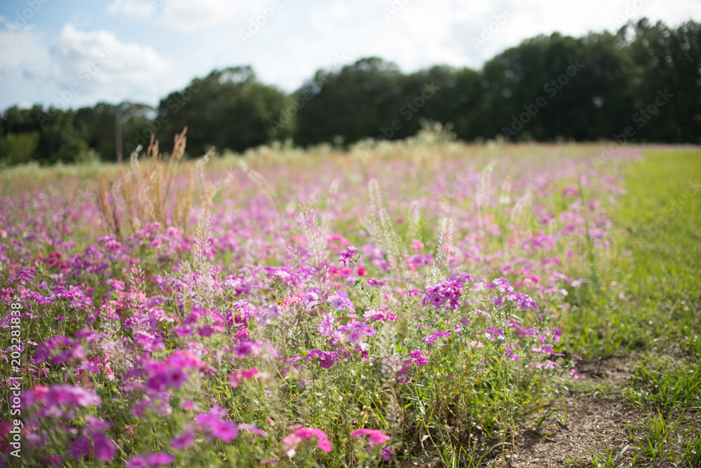 Spring purple wild flower field. Filled with purple flowers in southern Florida in April. Spring purple wild flower field. Filled with purple flowers in southern Florida in April.