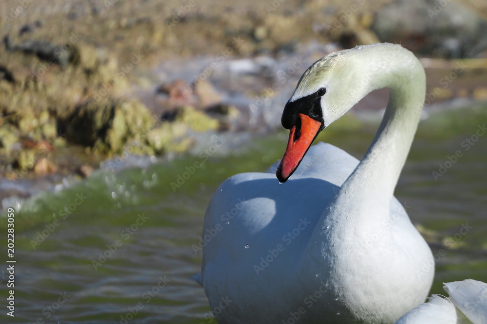 Obraz premium White wet swan sitting at the pond water in the nature. 