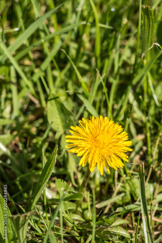 Yellow flowers and green leaves on the green field Yellow flowers and green leaves on the green field