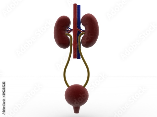 3d rendering human kidneys   © jijomathai