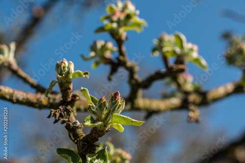 Growing leaves and blossoms on a tree on the green field