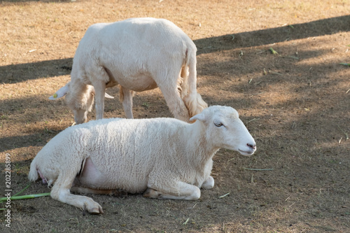 little white sheep in farm in a sunny day